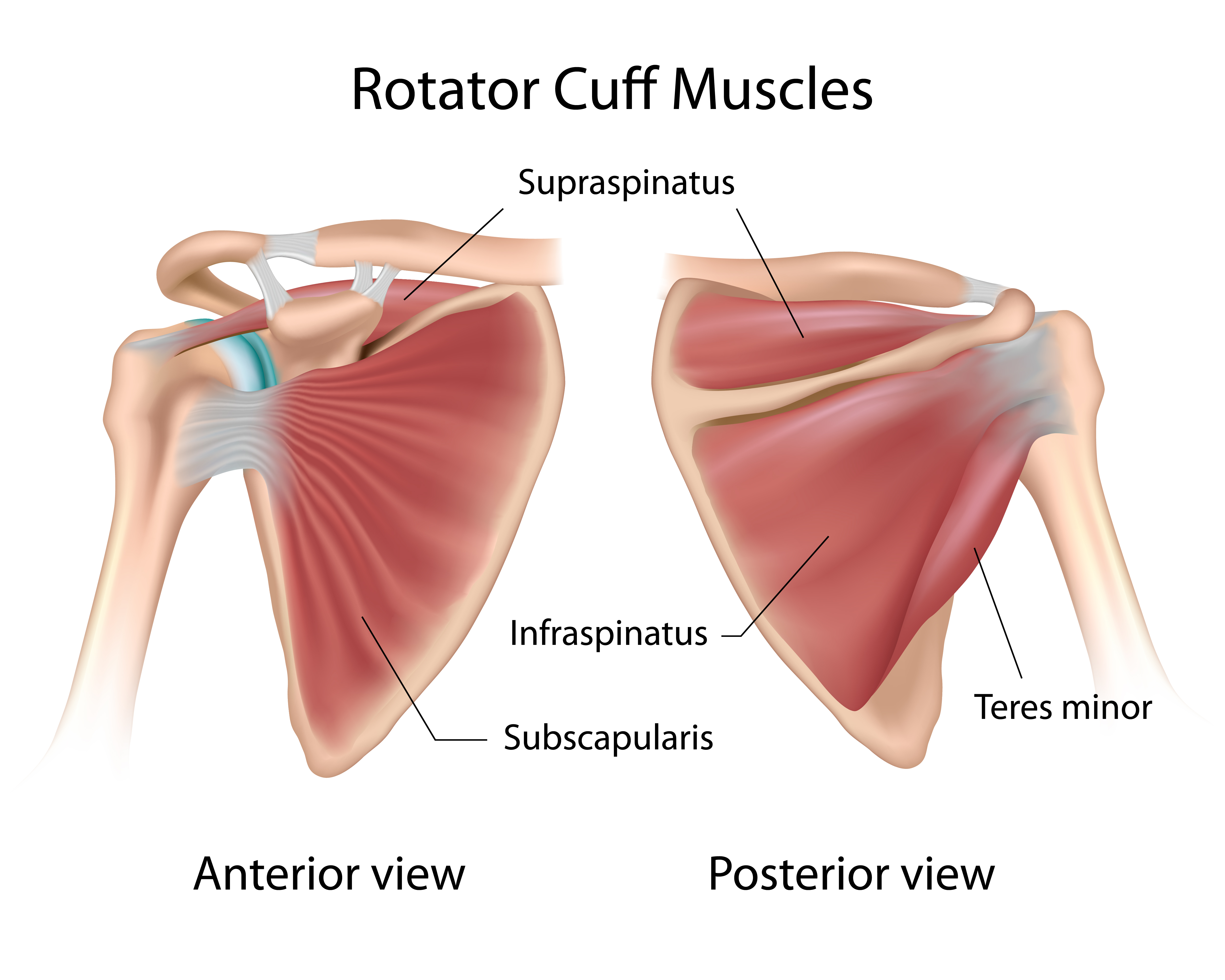 internal and external rotator cuff exercises