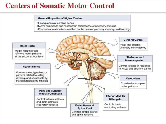 We know that the gluteus maximus is - NeuroKinetic Therapy